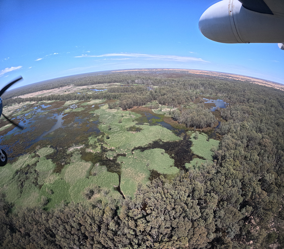 Barmah Millewa reed beds