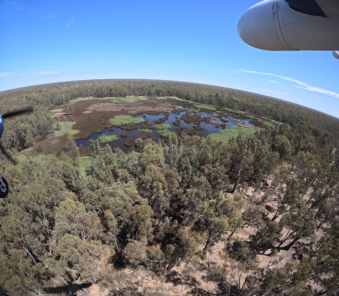 Barmah Millewa reed beds