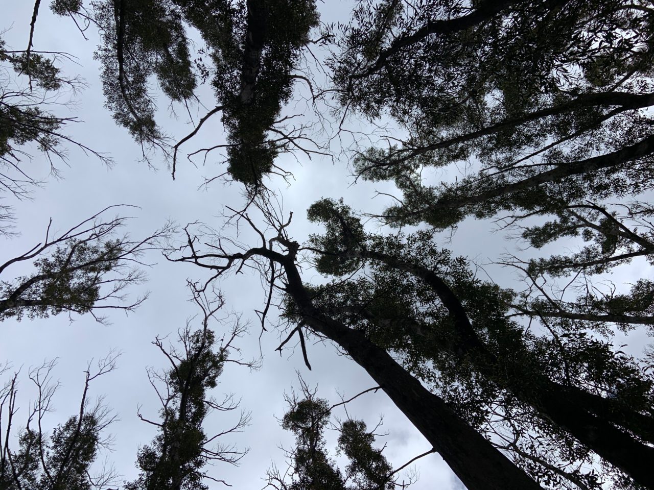 2025-07-MW11-extreme-burn-canopy2