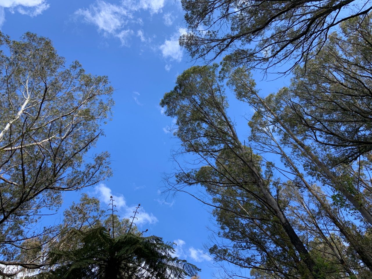 2025-07-High-severity-canopy