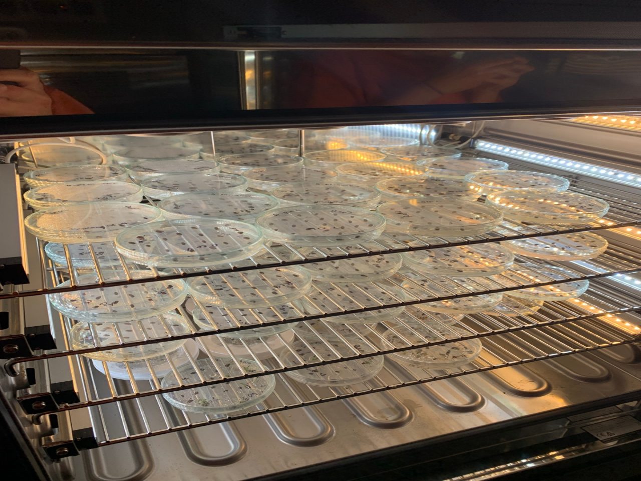 Germination-trials-of-heat-shocked-seeds