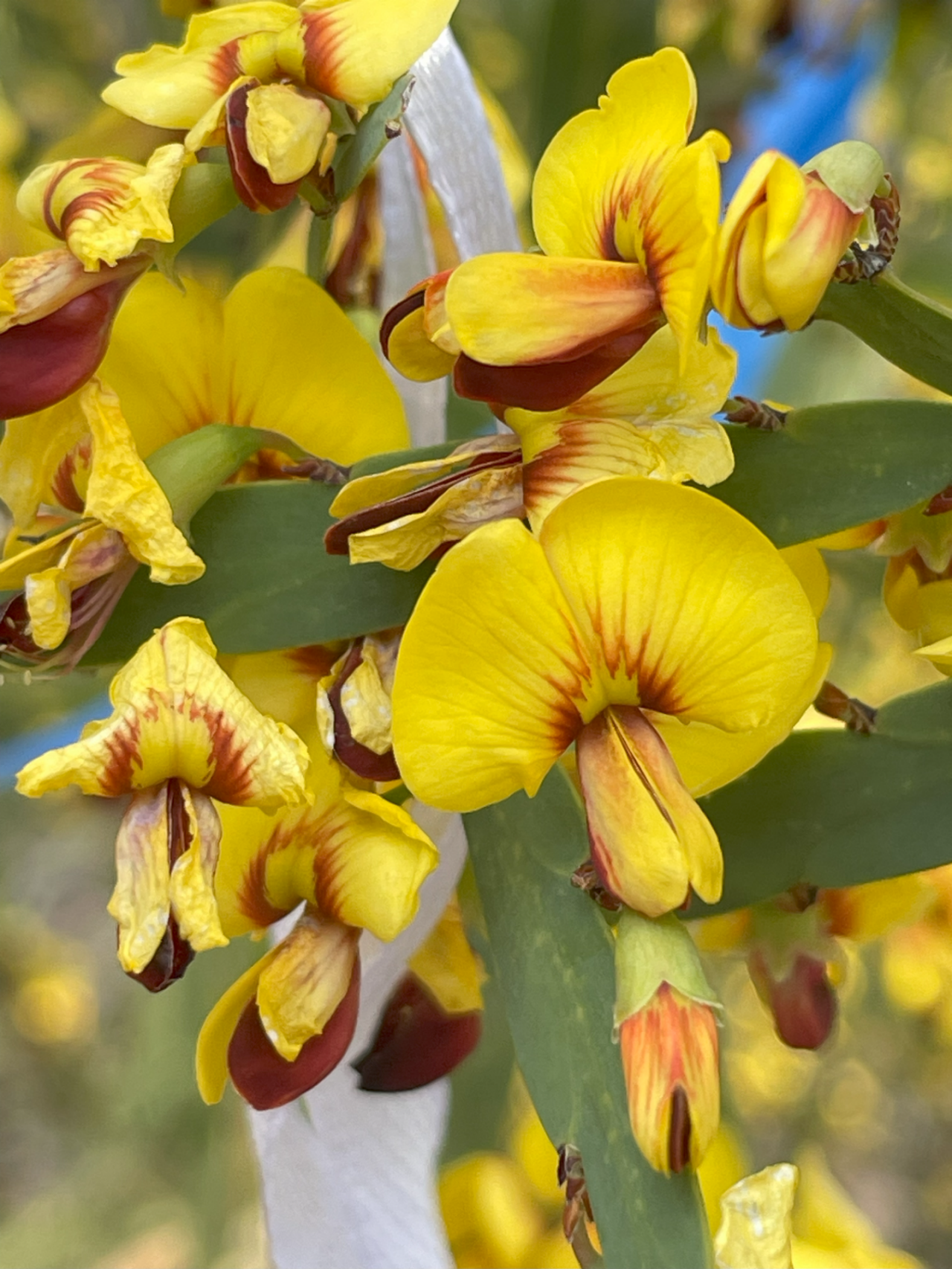 Bossiaea fragrans in flower
