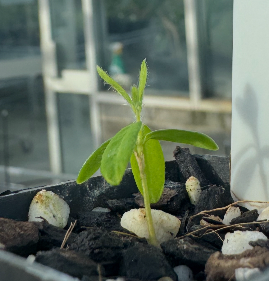 2025-07-Pimelea-venosa