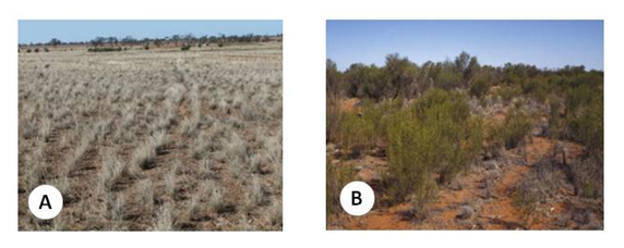 Two images of arid grazing land labelled A and B
