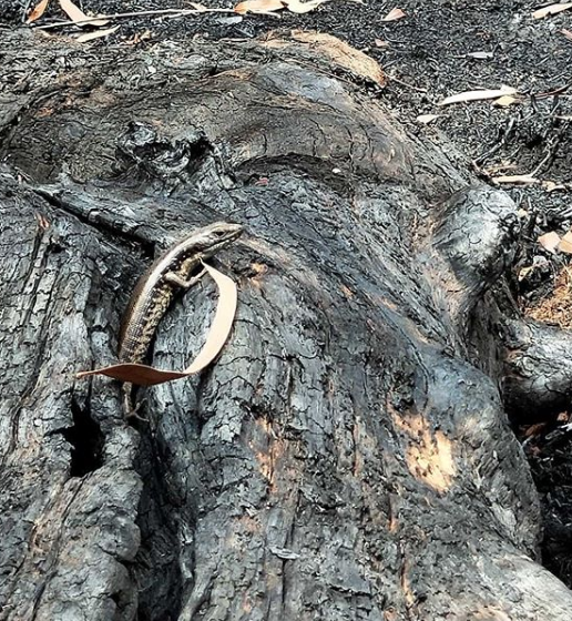 A bluetongue lizard on a burned out log