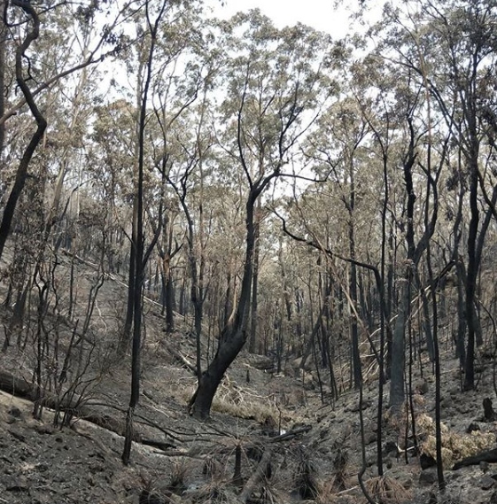a valley burned by a bushfire