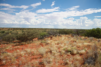 wild desert landscape view