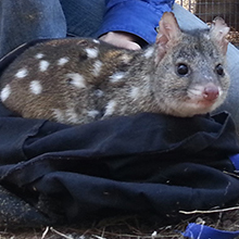 Western quoll
