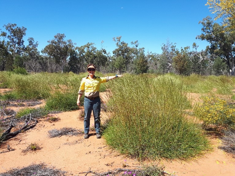Dr Joanne Ocock holding arm out to show height of spinifex bush