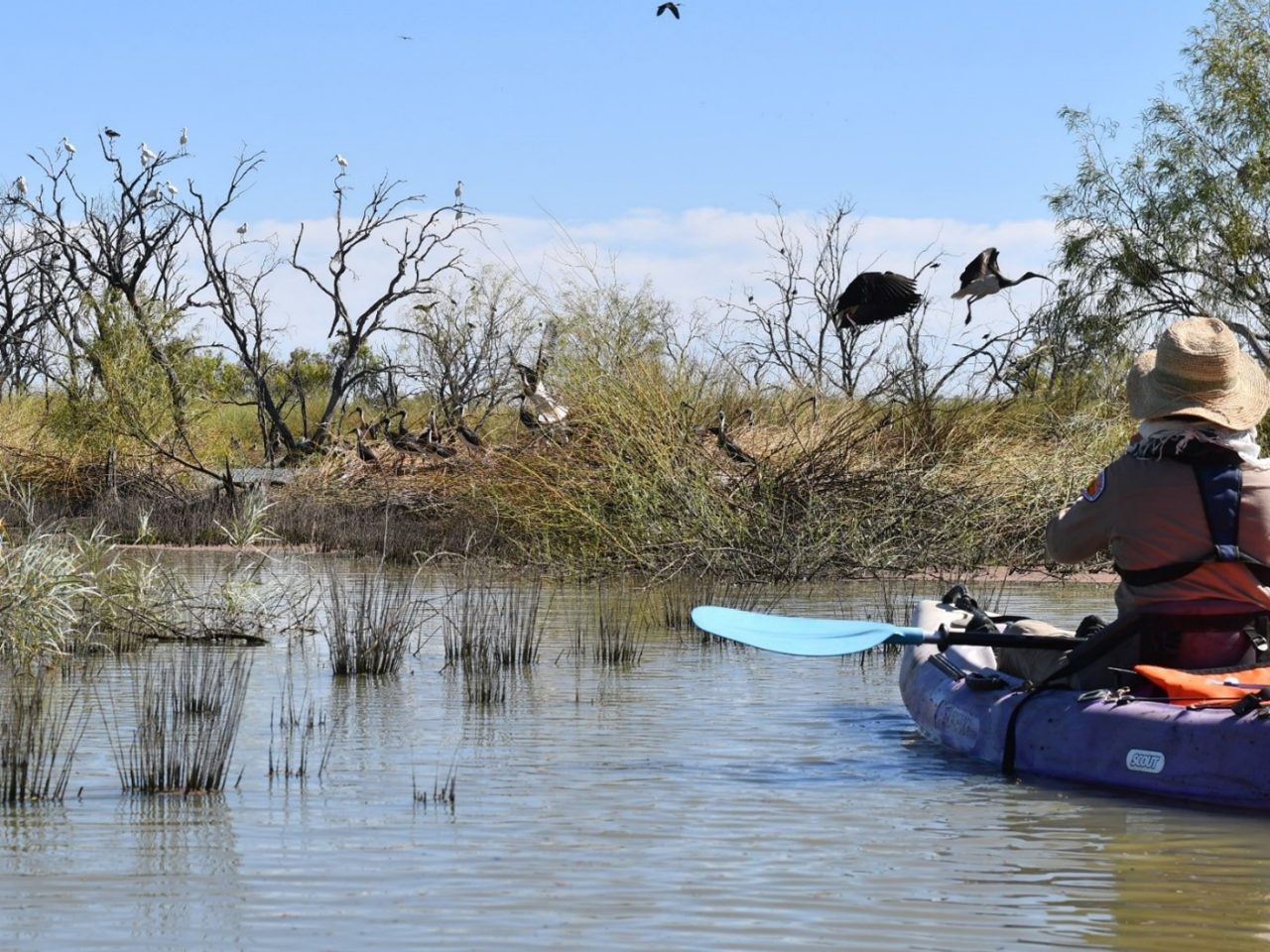 Researcher floating in a kayak on a wetland looking at Straw Necked Ibis in vegetation