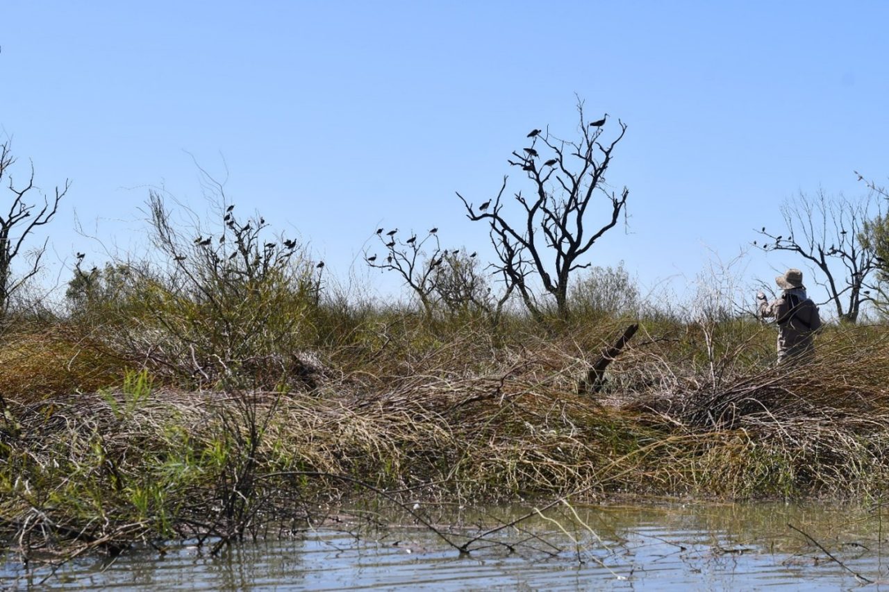 Researcher in a wetland looking at Straw Necked Ibis in vegetation