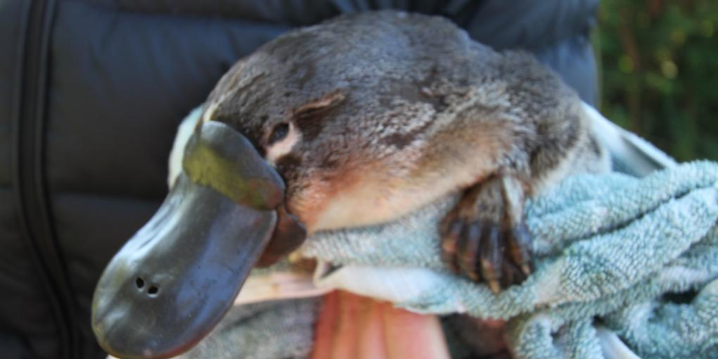 platypus in towel held by person