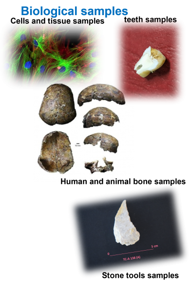 Biological samples - Cells, teeth, human and animal bones and stone tools