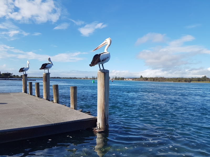 Pelicans shown on a warf