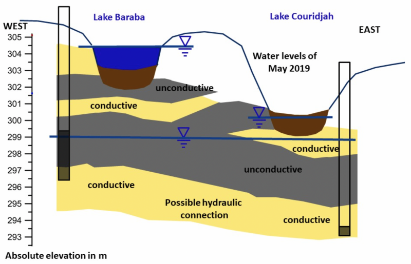 Conceptual hydrogeological model of Lake Baraba and Lake Couridjah indicating the hydraulic situation of May 2019. Hydraulically conductive layers (i.e. sand which allows easy travel of water if present) are displayed in yellow, while unconductive silt/clay layers (which form a barrier for water flow) are shown in grey and peat layers in the lakes are shown in brown. During May 2019 the more elevated Lake Baraba contains water while the lower Lake Couridjah is dry. This indicates that there is no hydraulic connection between the two lakes. Two bores, while drilled to different depths, show a similar groundwater level, indicating a possible regional aquifer spanning below the two lakes, but being hydraulically disconnected from both by the clay, silt and peat.