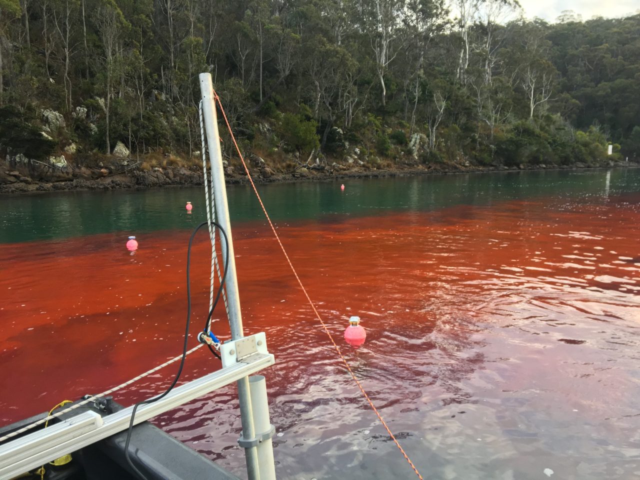 Dye experiment in the Pambula Lake for the UNSW Water Research Laboratory