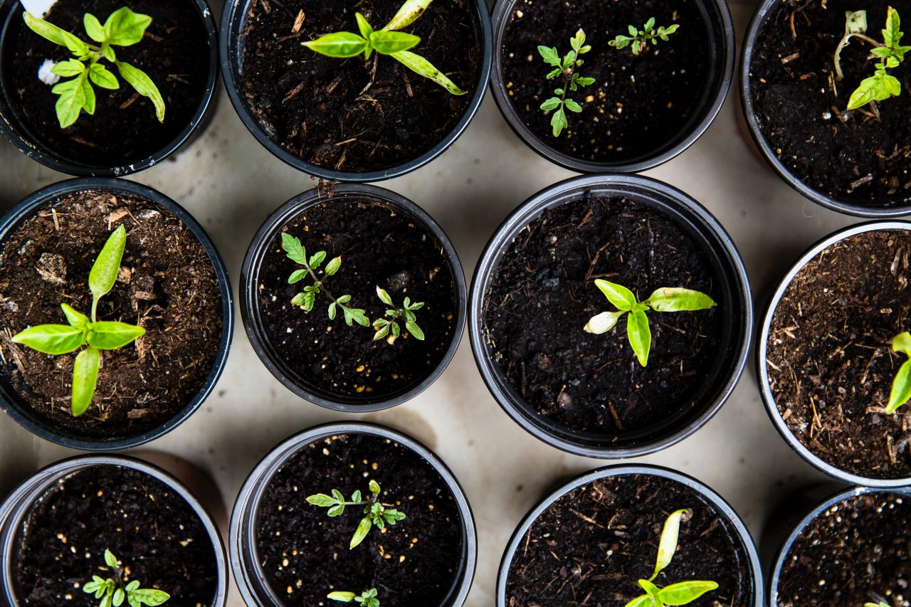 aerial view of young potted plants