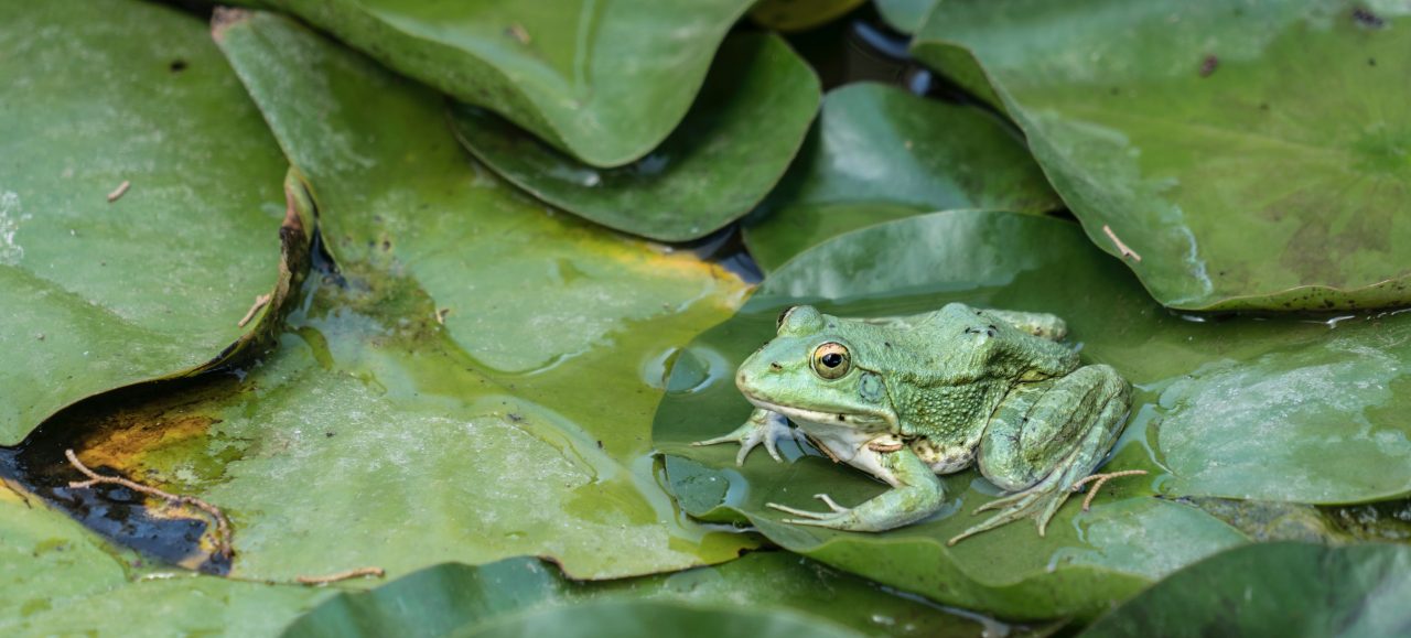 Green frog on Lilypad