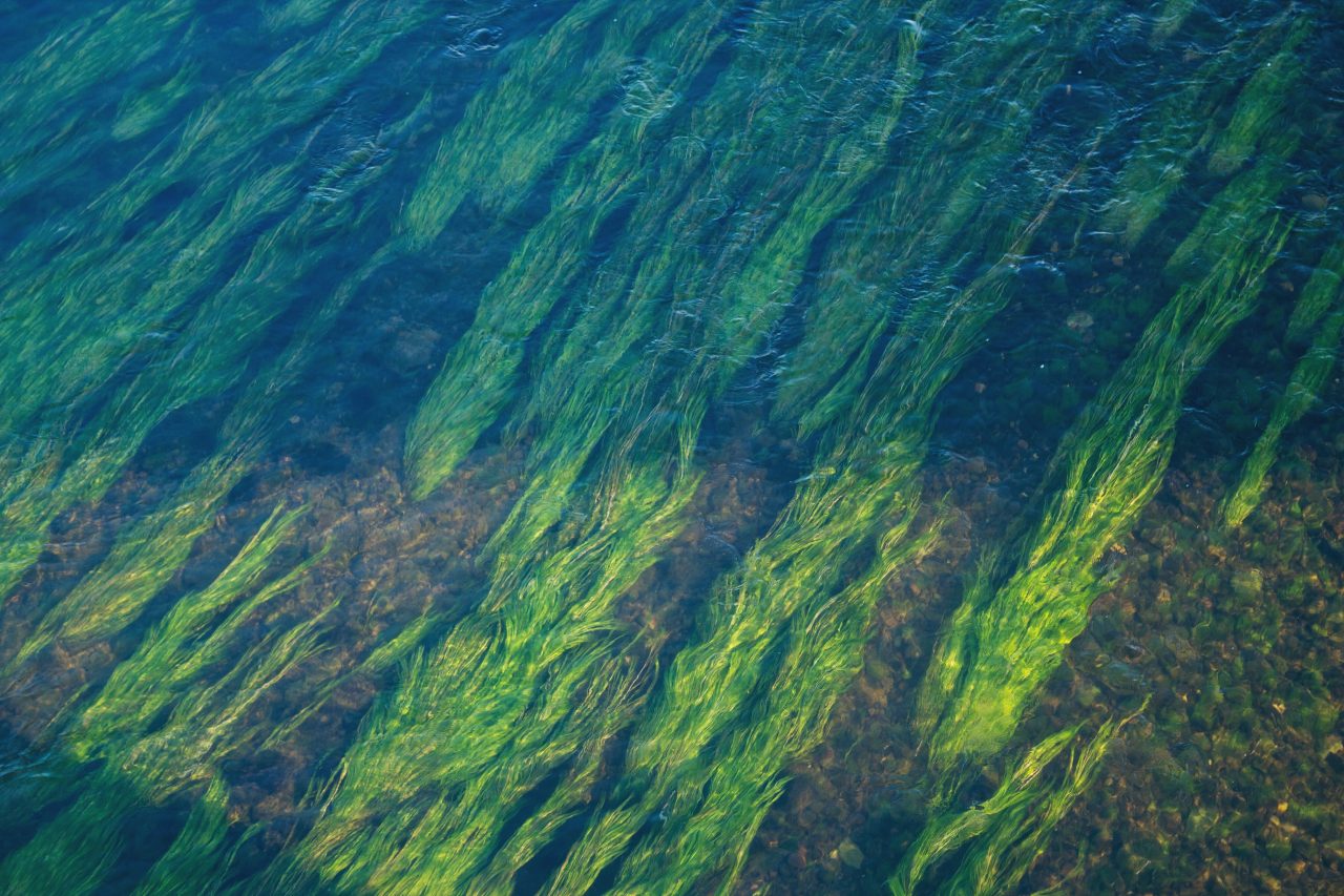 Green sea grass in the ocean