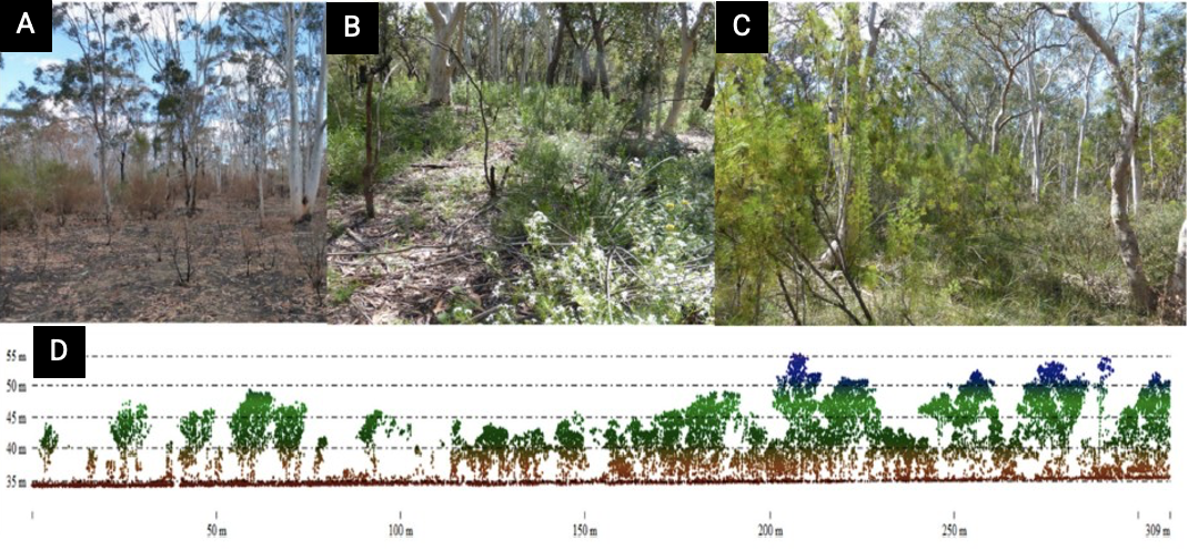 Showing bushfires on scribbly gum and ironbark dominated woodlands on the Cumberland Plains of Western Sydney