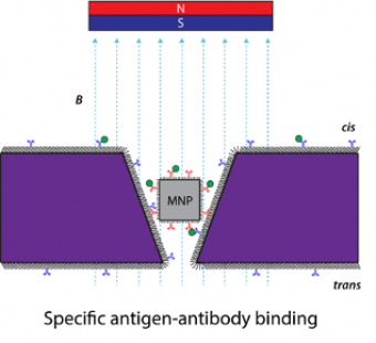 Detection of Single Biomolecules using Magnetic Nanoparticles and Nanopore Sensors