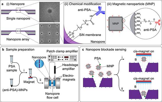 Figure 3. Schematic illustration about the construction of nanopore blockade sensors for the ultrasensitive detection of proteins.[11]