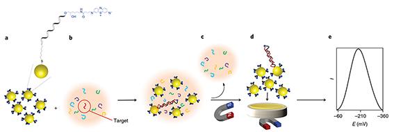 Figure 2. Schematic illustrating the steps involved for the detection of miRNA in blood enabled by nucleic acid hybridisation on gold-coated magnetic nanoparticles.[4]