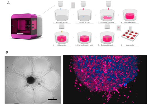 Figure 1: 3D bioprinting of spheroids using the RASTRUM 3D-bioprinter. (A) A schematic of the drop-on-demand system printing the cup. (B) Microscopy images of the printed spheroids in the cup.