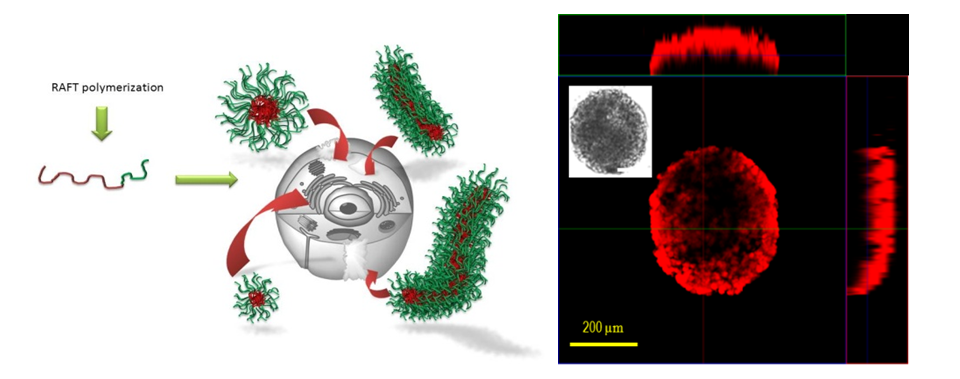 Left: Control of the aggregate size and shape by changing the block length of the block copolymer; Right: Micelles penetrating into a spheroid cancer model