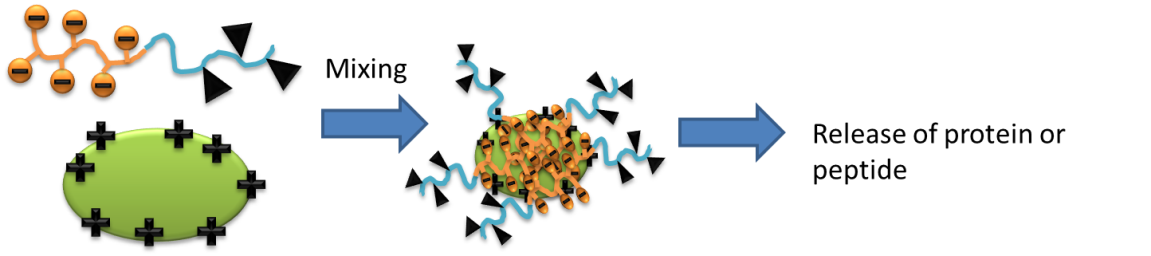 Delivery of proteins using polyion complex micelles